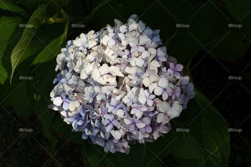 Hyndragea caught in the moment an elusive ray of sun fell on her