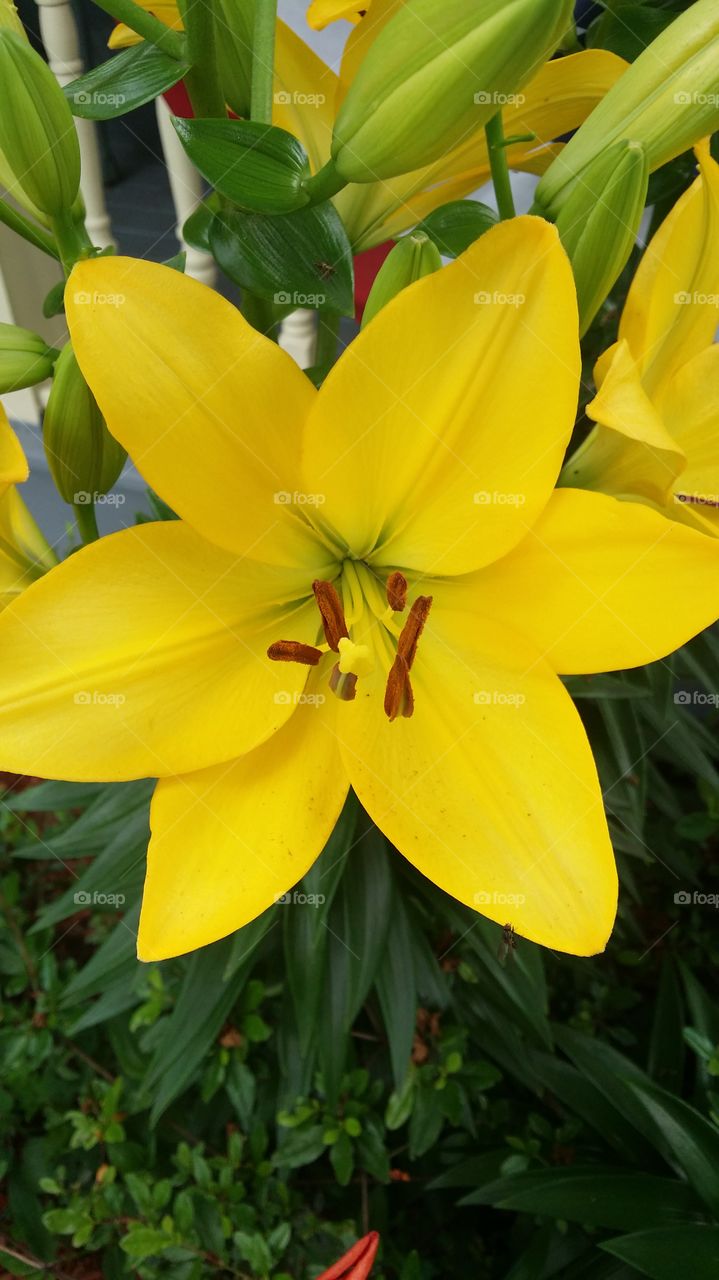 Giant beauty of nature. I never expected it to be the size it grew to be
