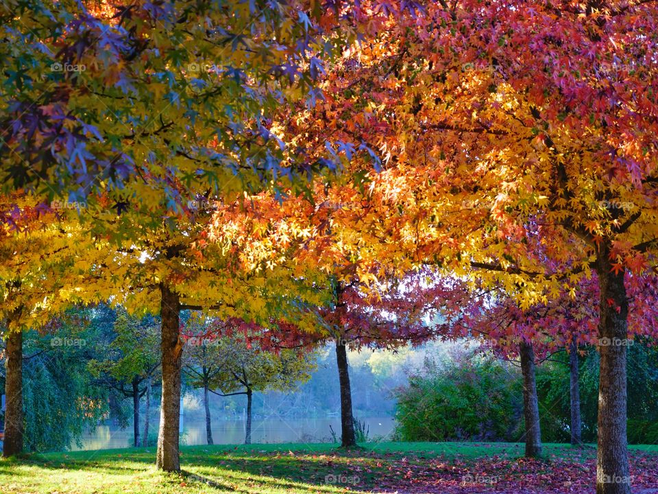 Afternoon sun shining through autumn trees beside a lagoon creating a kaleidoscope of autumn colours 