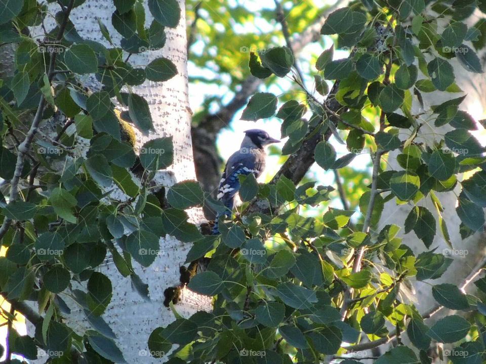 Blue Jay