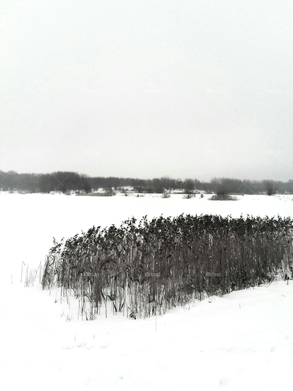 Winter, Landscape, Snow, Fog, Tree