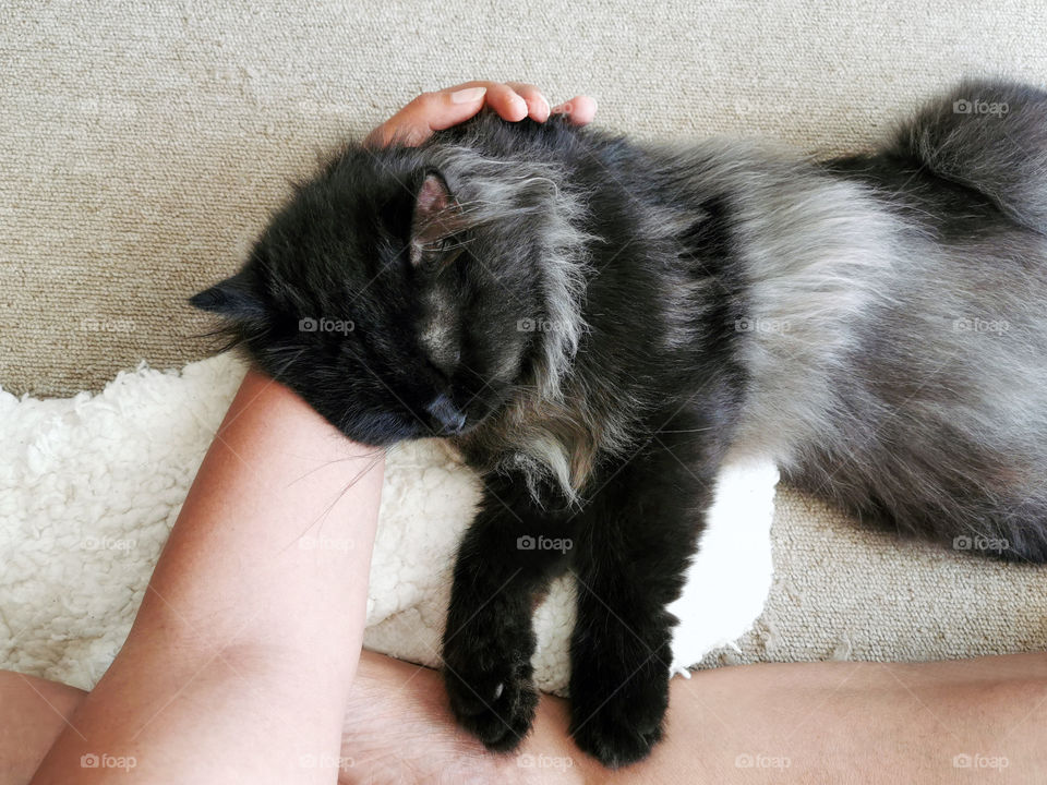 A beautiful Persian kitten cat sleeping on it's owner arm. Concept of unconditional love, kindness, compassion and best friends between human and animals.