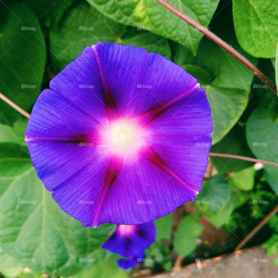 flowers purple color