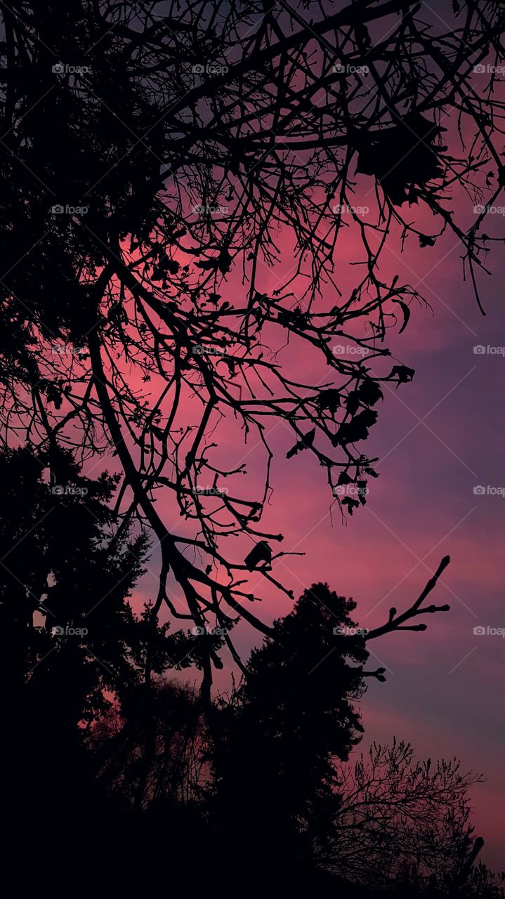 Candy Land Skies 🍭
Pink Heavens 🌫🌸