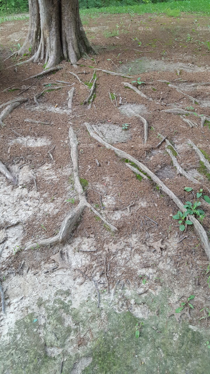 tree roots