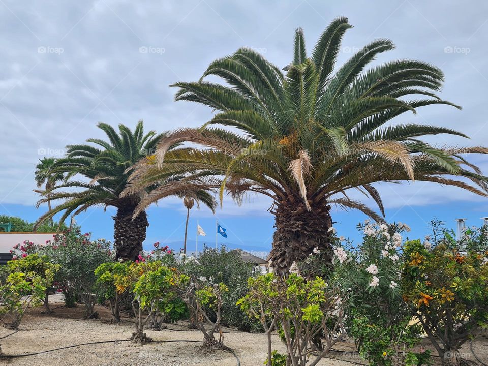 Palmtrees in Tenerife 🌴
