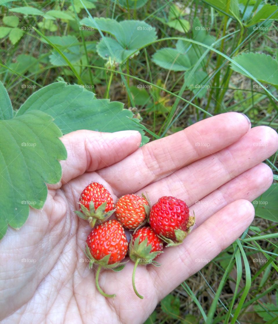 red ripe strawberries harvest in the hand summer time