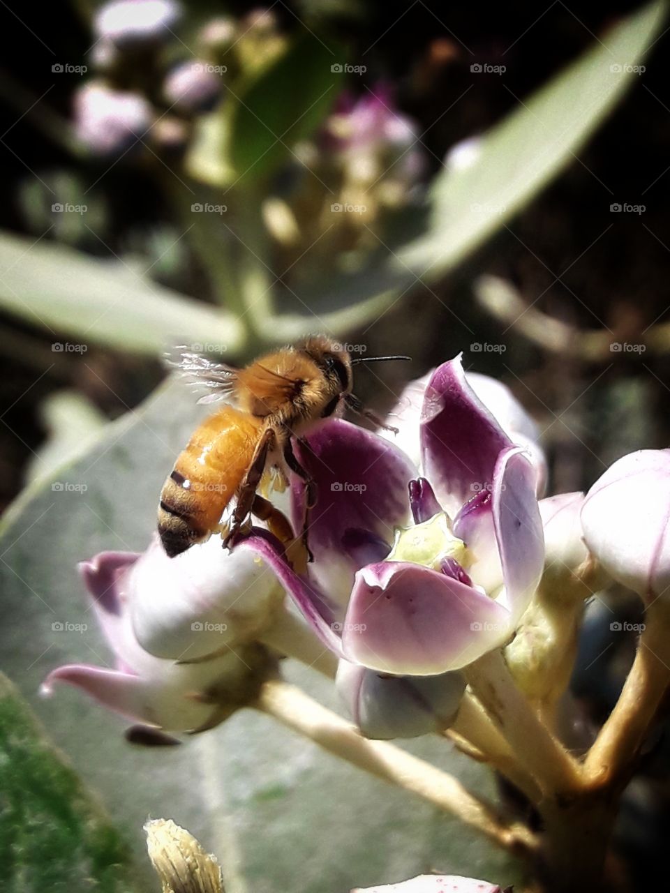 Beautiful Honey Bee