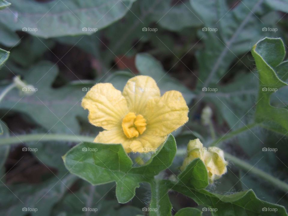 Flower Viewing