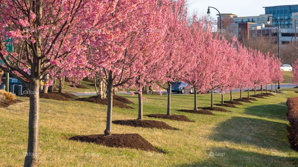 Cherry Blossoms in Springtime Bloom