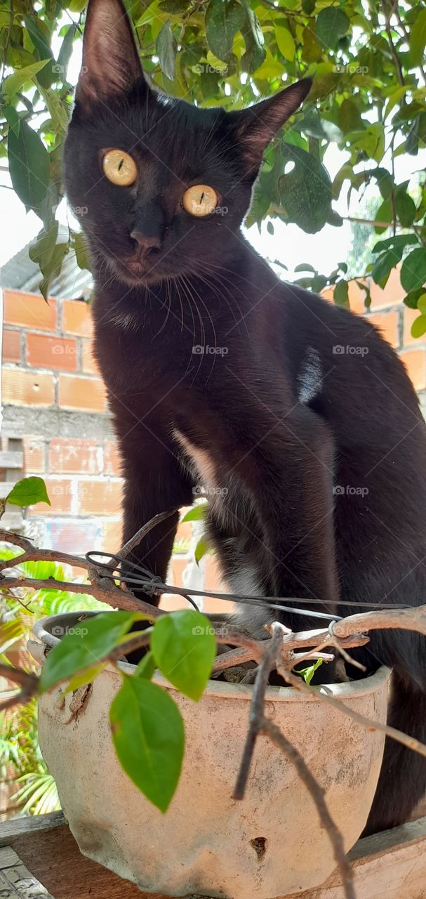 un regalo! sin duda uno  de los mejores, ella es amor, compañía, juego, lealtad es una gata llamada Negra que me robo el corazón.