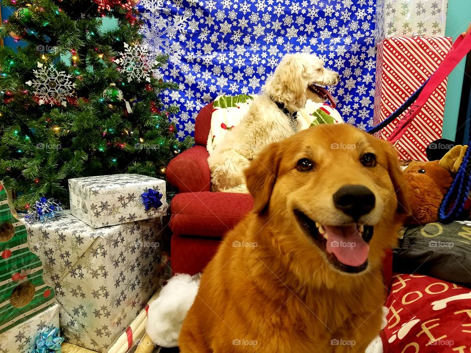 two dogs waiting for Santa