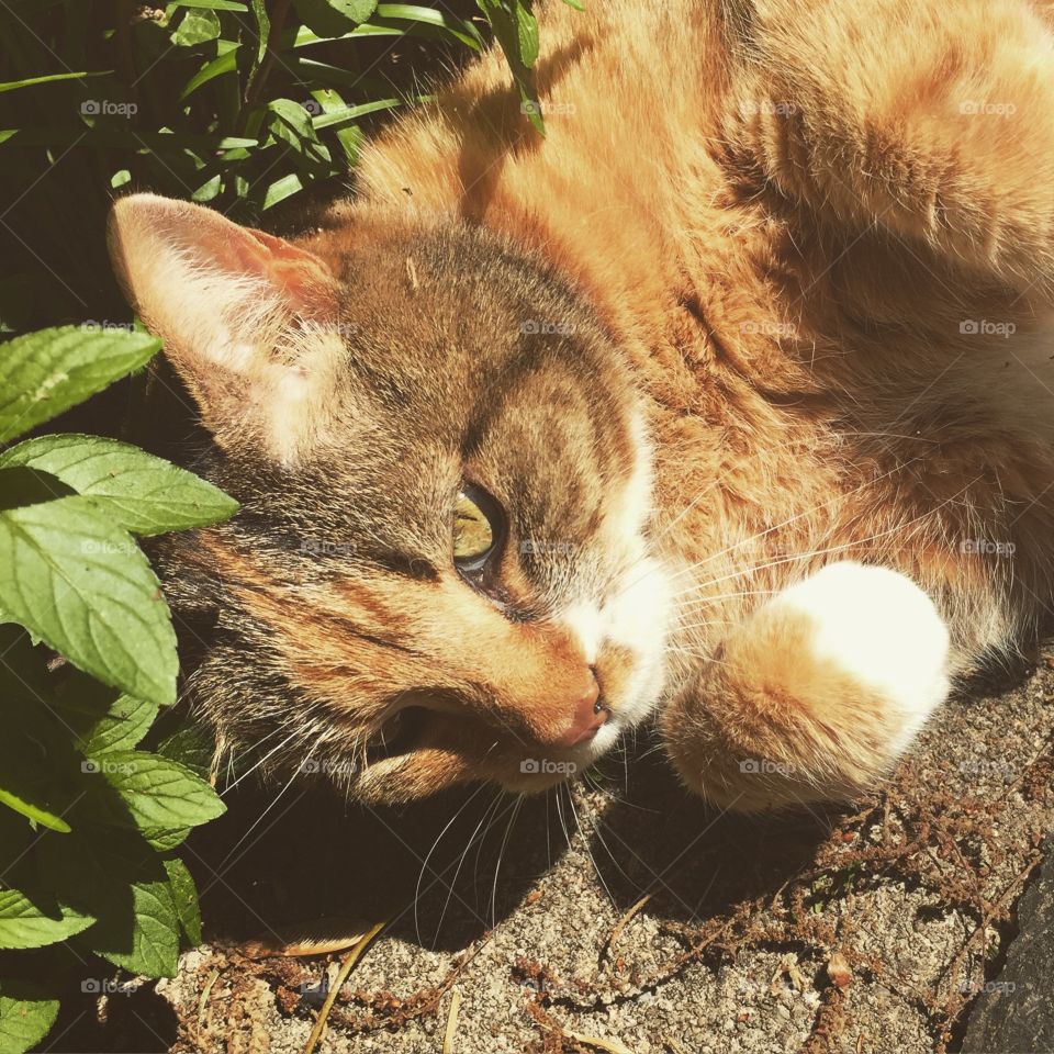 Cali the Cat. My neighbor's cat Cali likes to come over for visits. 