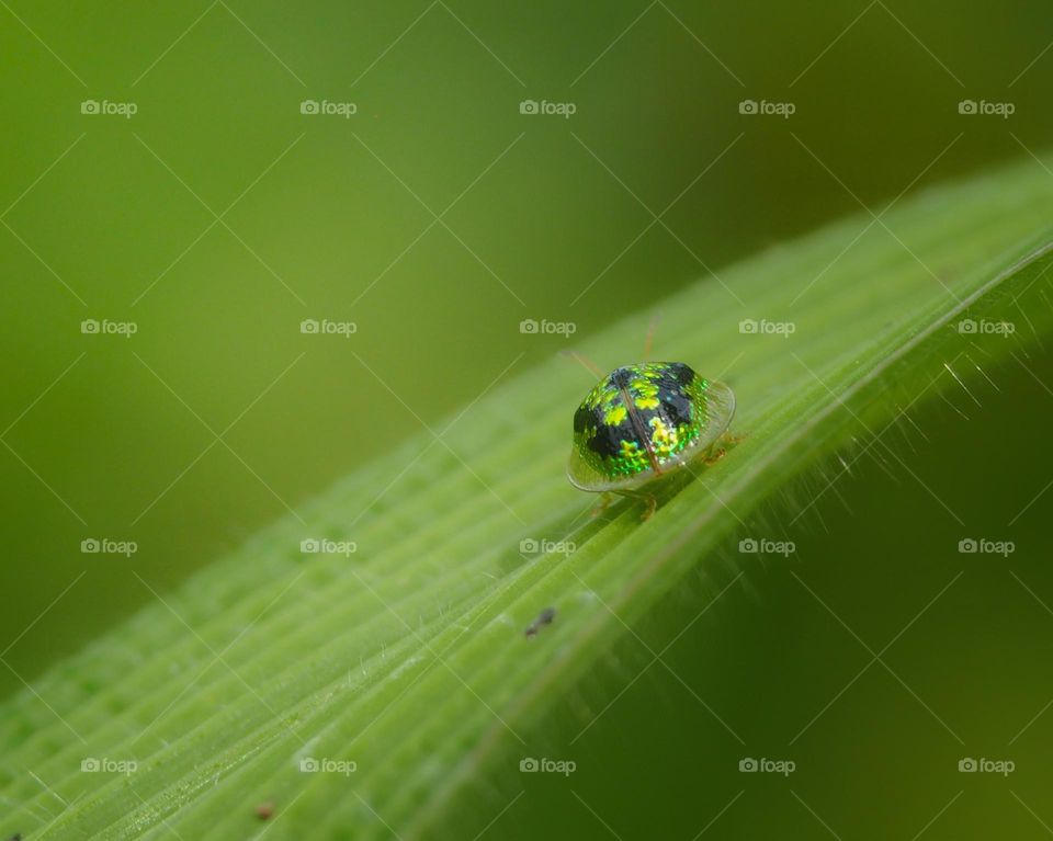 golden tortoise beetle