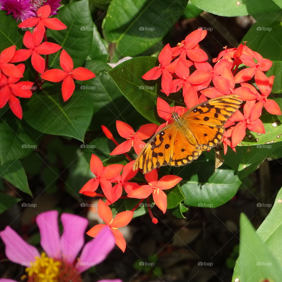 Butterfly on red flowers