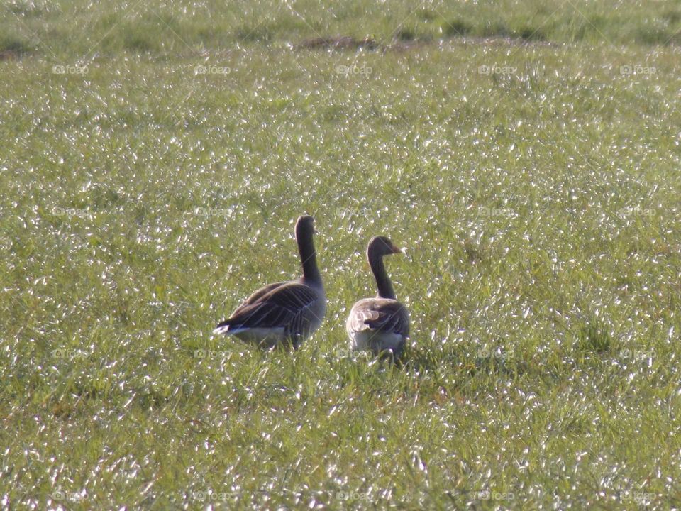 Wildgänse auf der Wiese