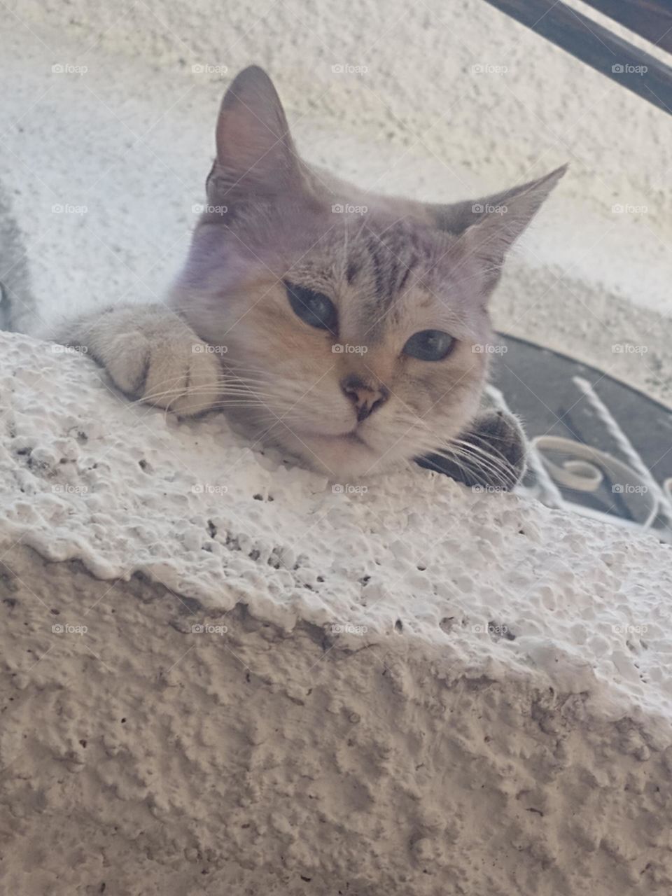 Vi un lindo gatito 🤍