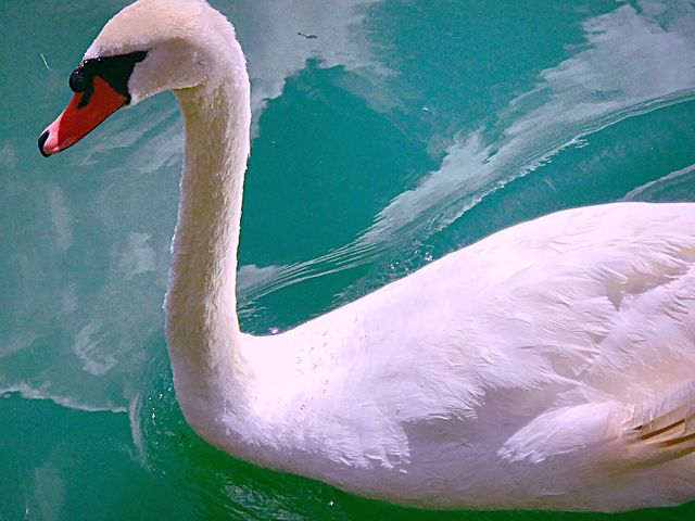 Swan Beauty