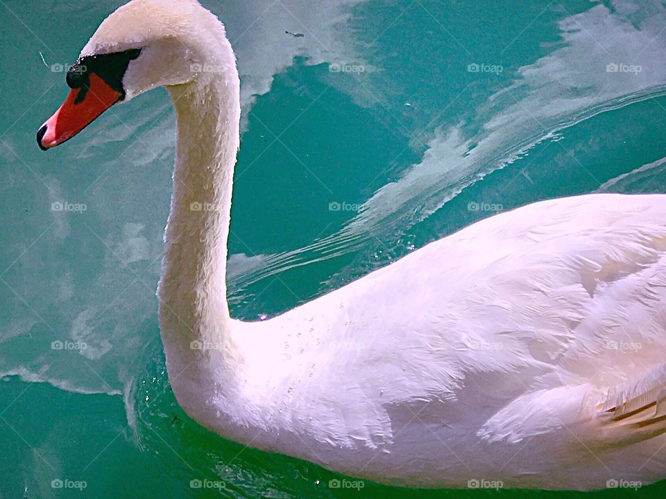 Swan Beauty