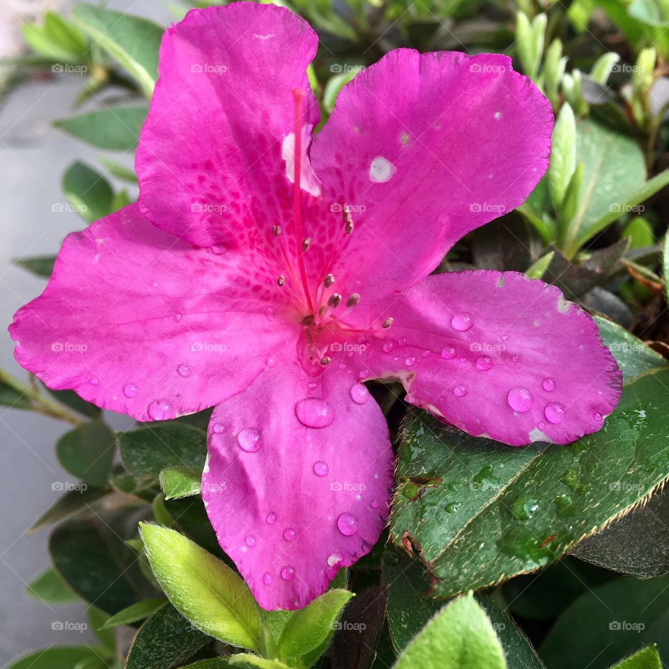 Azaleias - 🌼#Flores do nosso #jardim, para alegrar e embelezar nosso dia!
#Jardinagem é nosso #hobby.
🌹
#flor #flowers #flower #pétalas #garden #natureza #nature #flora