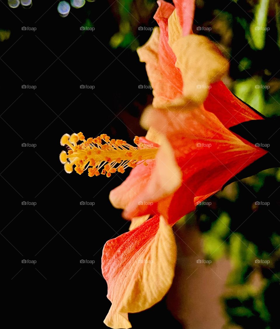 Single hibiscus flower