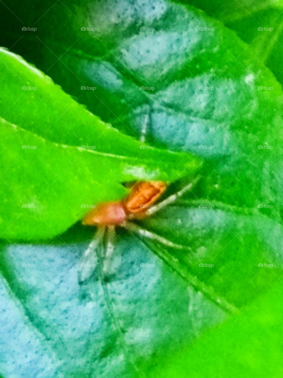 The spider is hiding behind the leaf.