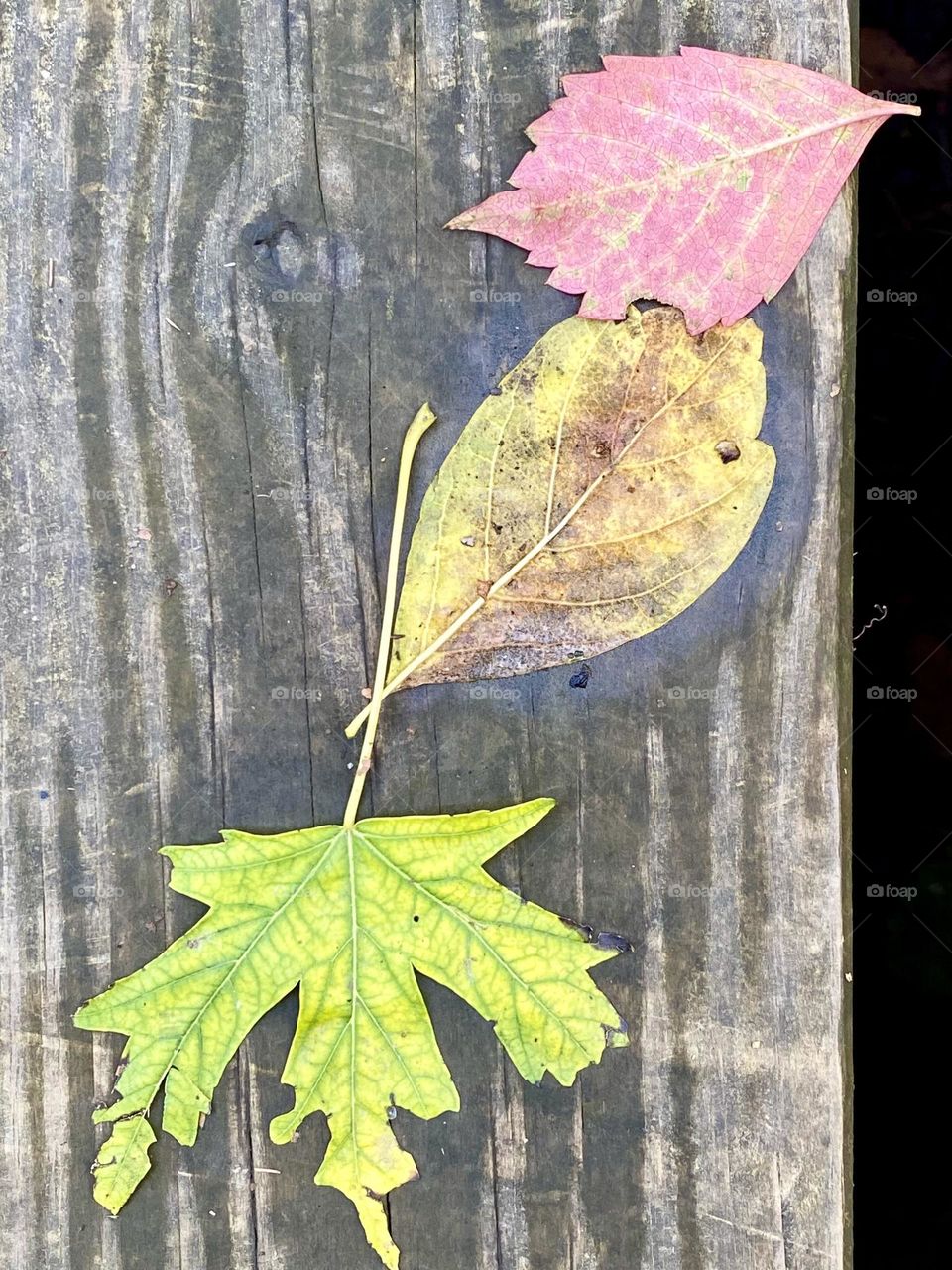 Three colorful leaves sitting on a wooden boardwalk