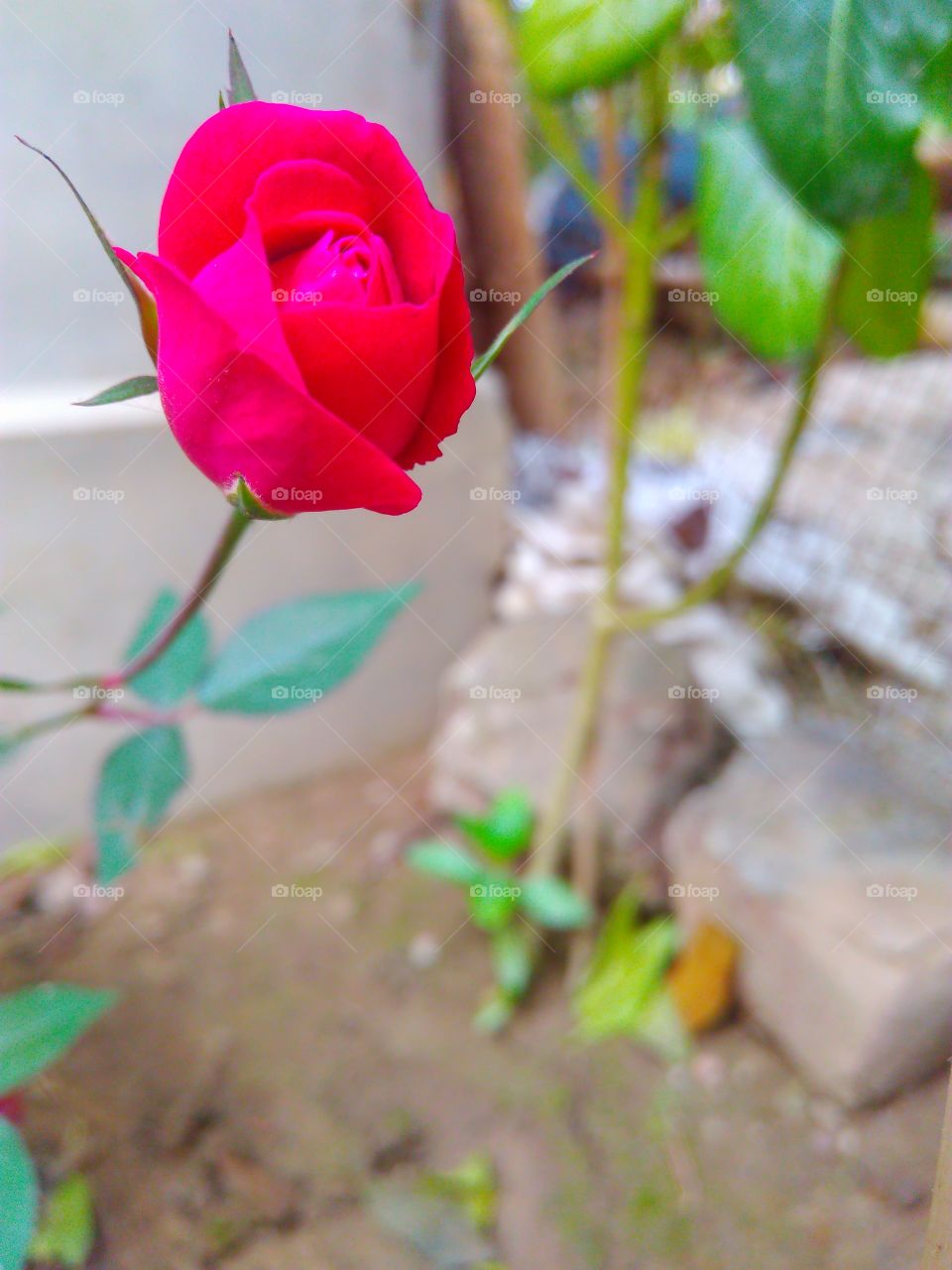 this rose is with a beautiful colour....