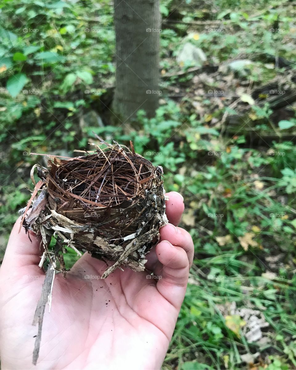 Tiny little birds nest. 