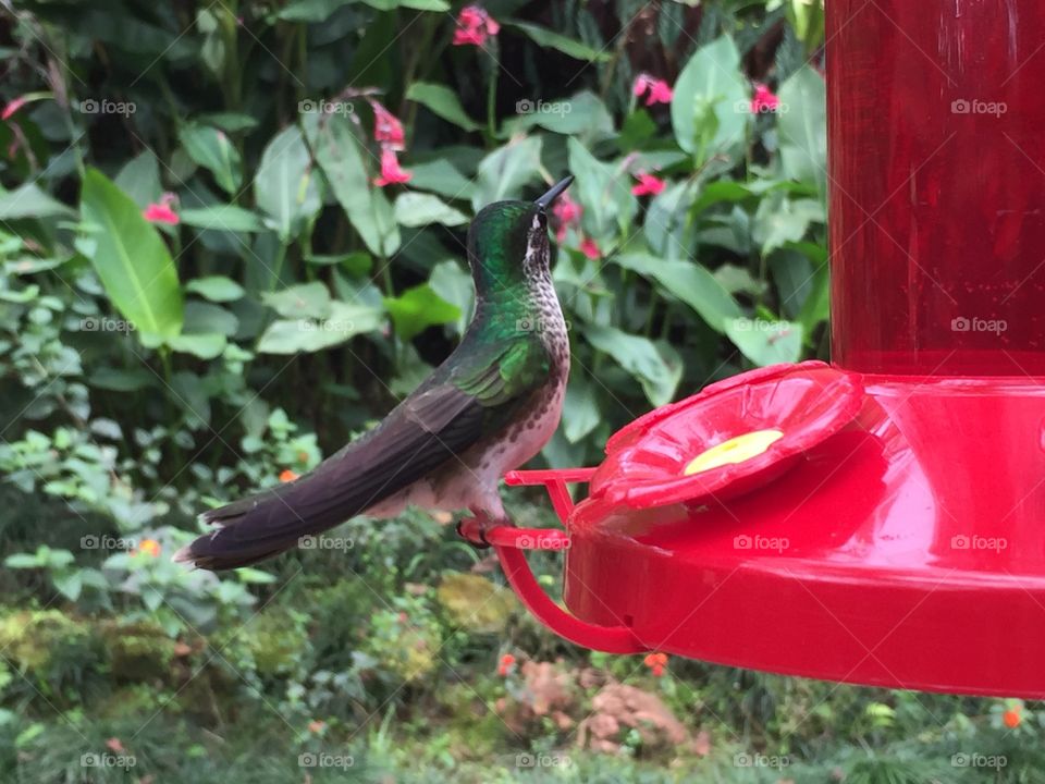 Humming bird