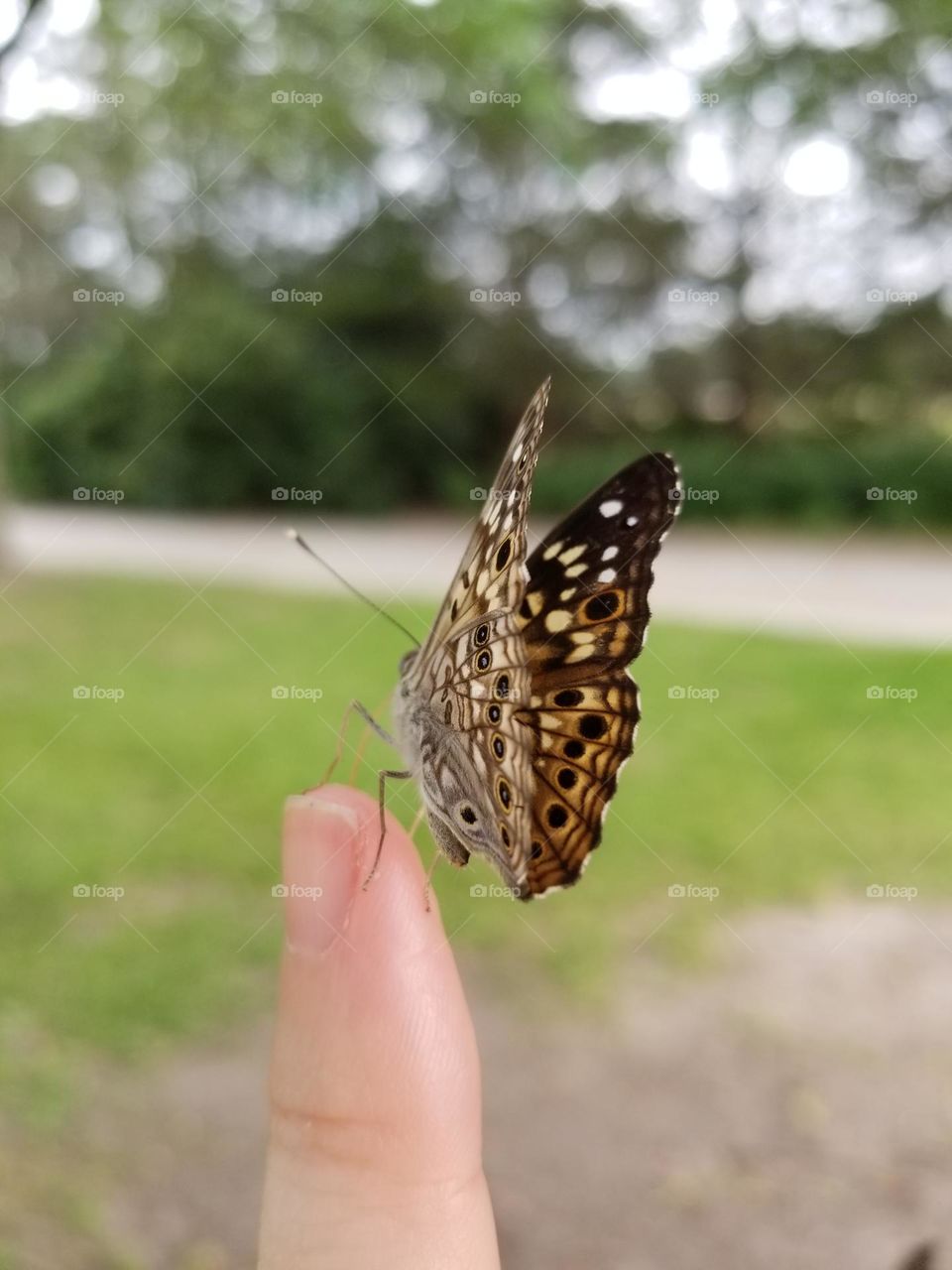 Butterfly on a womans finger