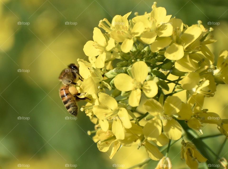 bee collects pollen