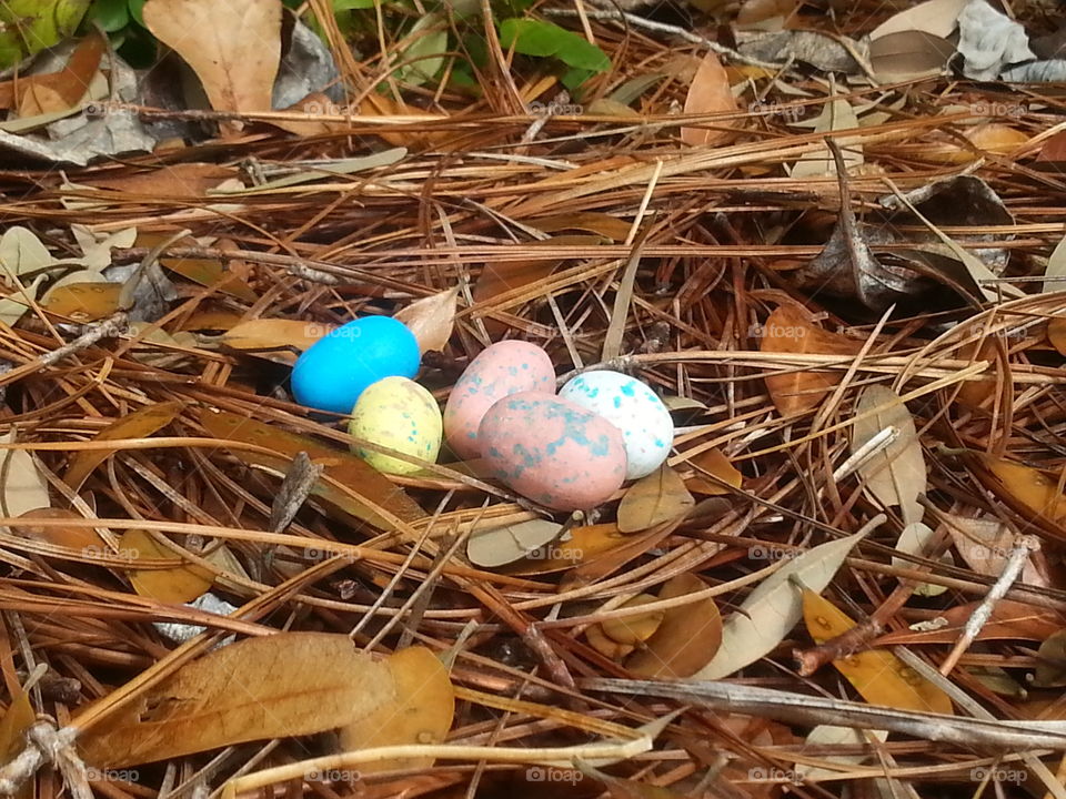 easter. Easter bunnies been here
