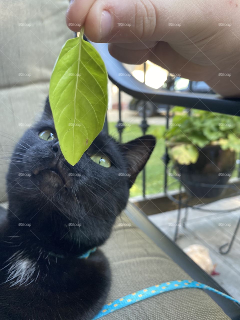 Darling photo of black cat looking at and smelling bright green leaf on front porch! 