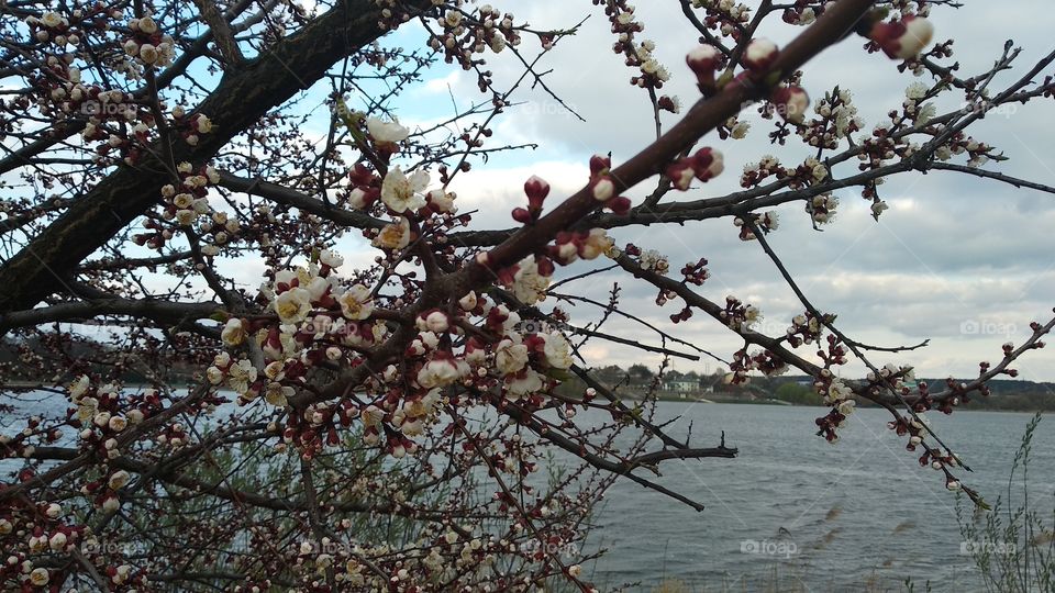 a tree is blooming by the lake