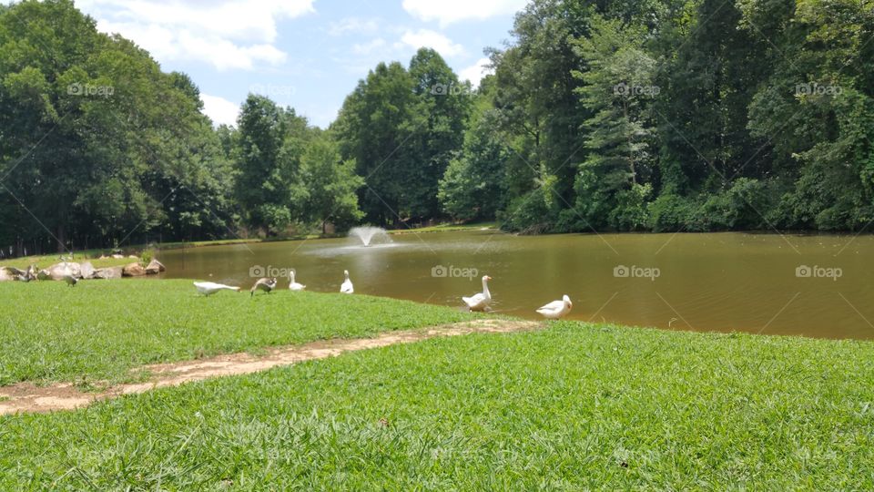 Landscape, No Person, Grass, Summer, Tree