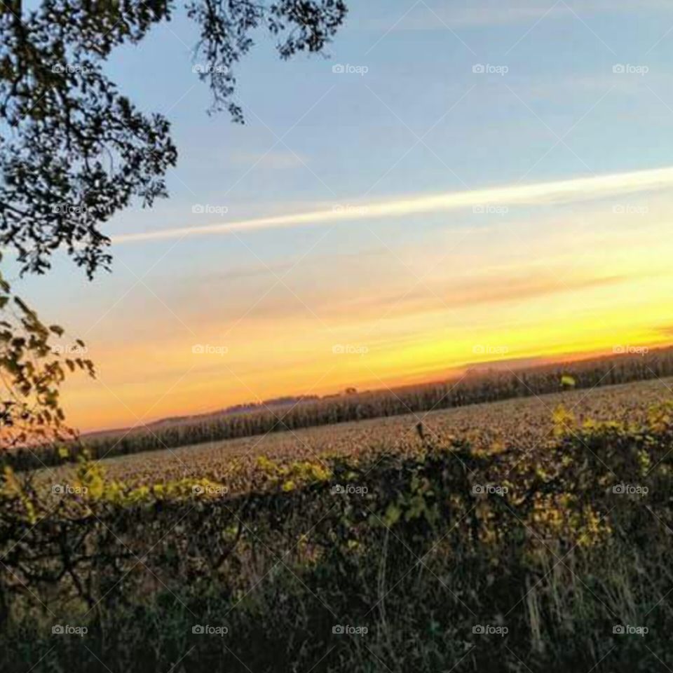 Fields. Sunrise in the Cornfield