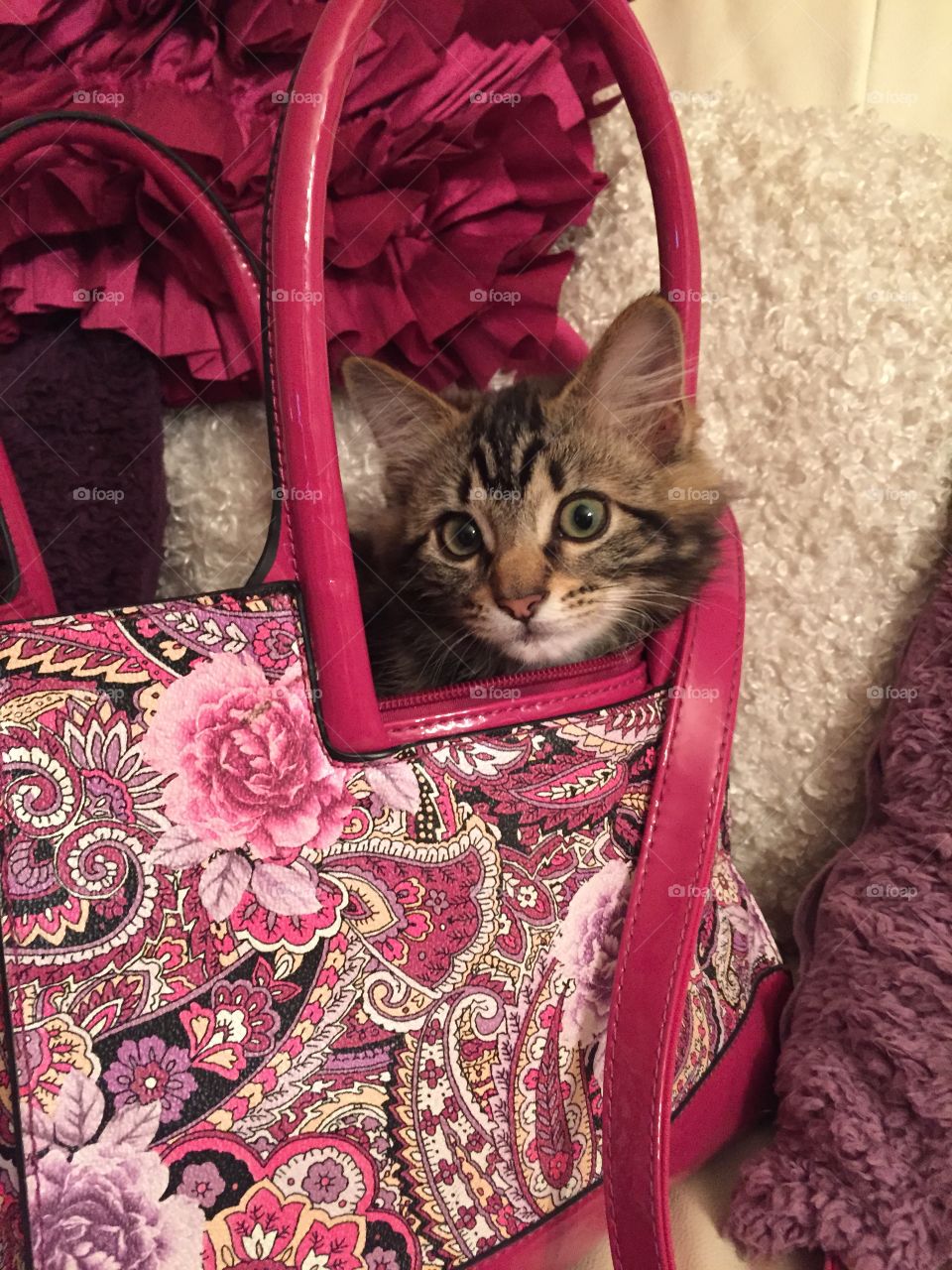Kitten in bag
