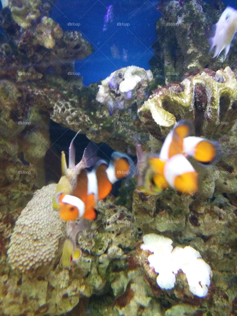 Amphiprion ocellaris