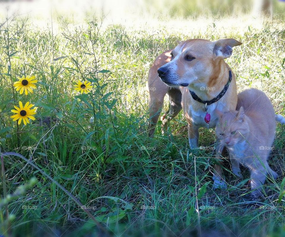 Cat loves dog