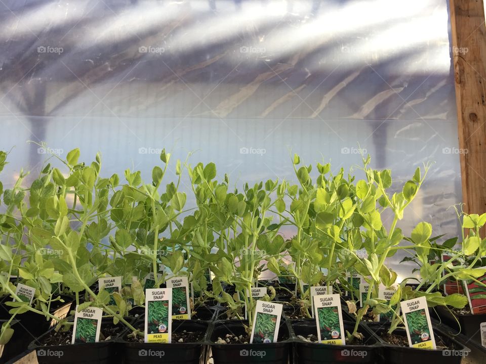 Green
Peas
Plant