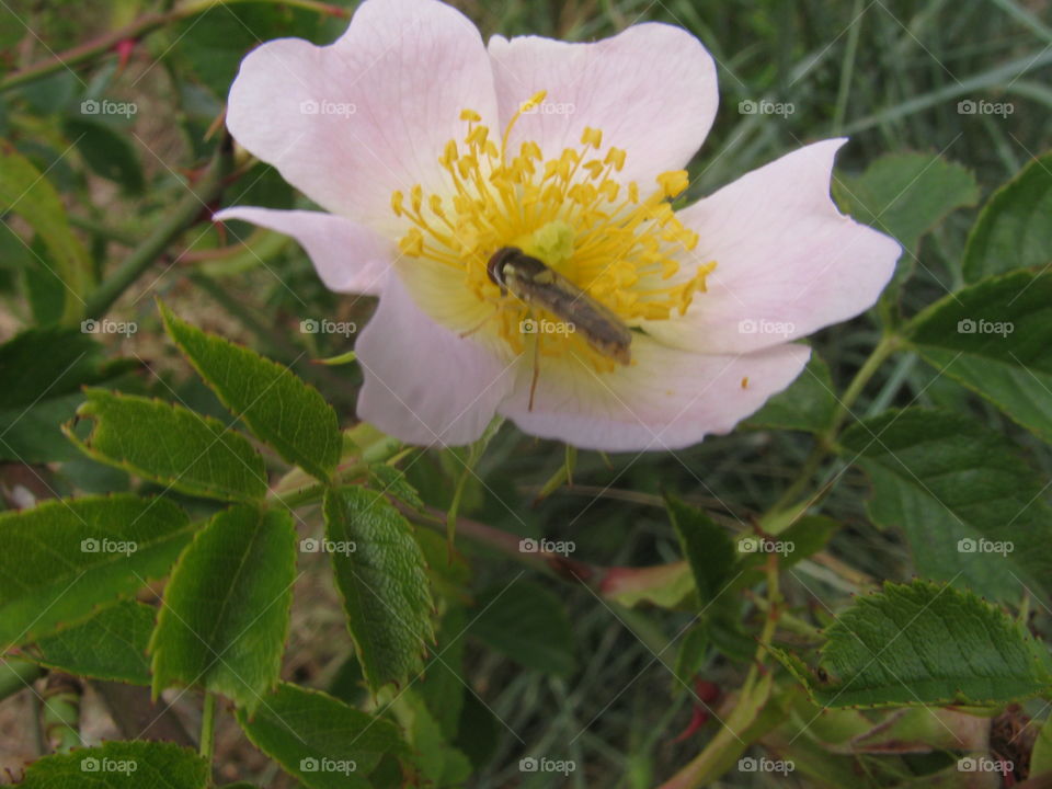 Un insecto en una flor rosa