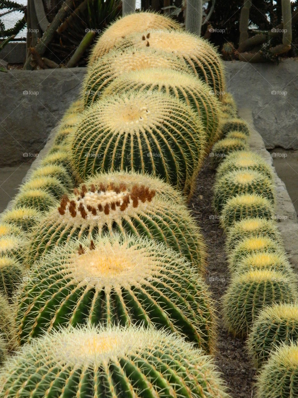 big cactus 2