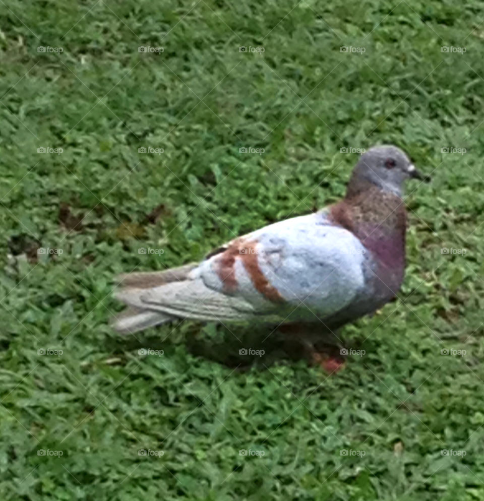 A pigeon with pretty feather colours.