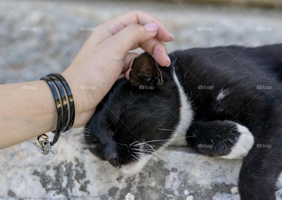 A female hand stroking a black cat