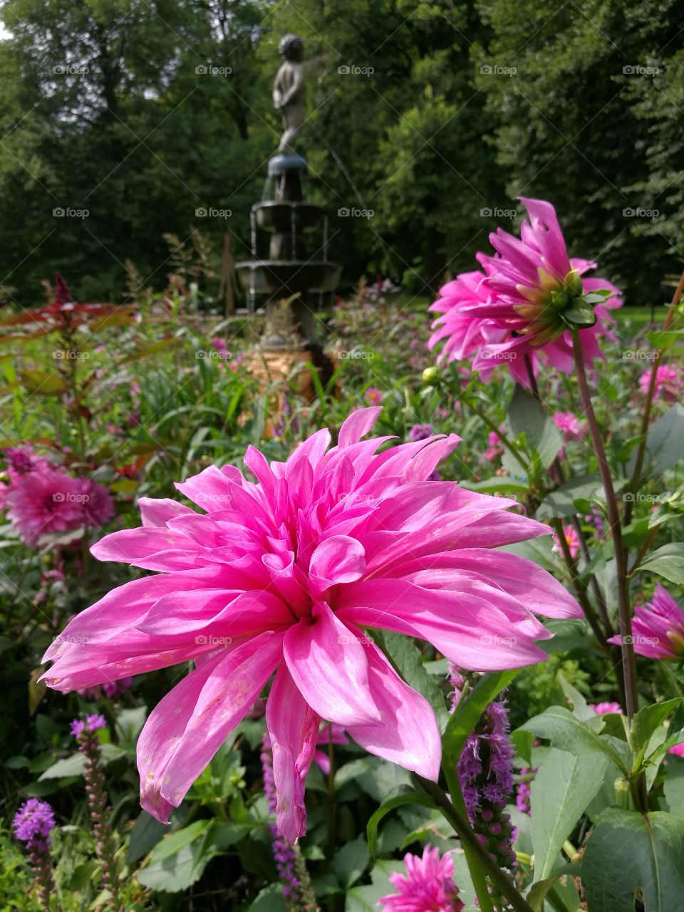 Pink Dahlia in the park an old Fontaine in the background