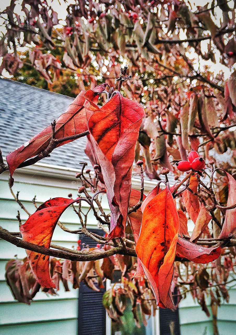 Rainy Morning . Cold and rainy morning in New England 