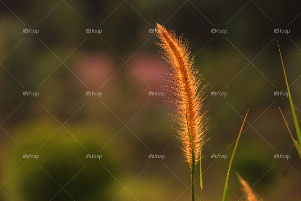Feather grass