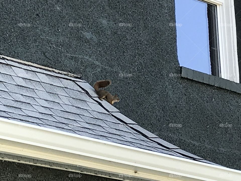 The squirrel is on the roof.