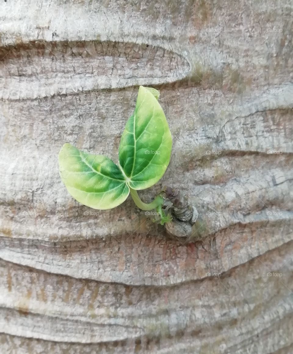 a leaf